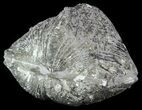 Pyrite Replaced Brachiopod (Paraspirifer) - Ohio #52701-1